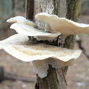 Trametes pubescens