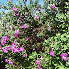 Texas Sage