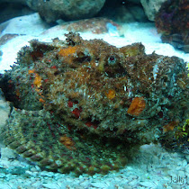 Wildlife of Mindanao