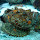 Wildlife of Mindanao