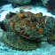 Reef Stonefish