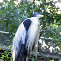 Coicoi heron