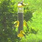 American Goldfinch