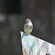 Easter Wood-Pewee