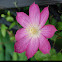 Clematis Asao
