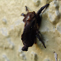Saddleback Caterpillar Moth