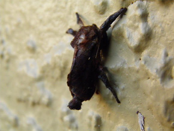 Spotting Image 1
