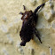 Saddleback Caterpillar Moth