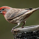 House Finch
