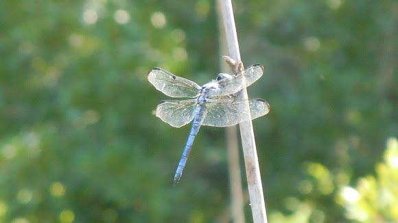 Spotting Image 1