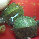 Red Eared Slider