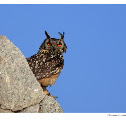 Rock Eagle-Owl