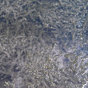 under water plant