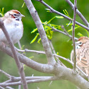 Lark Sparrow (pair)