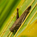 Bird Grasshopper