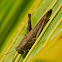 Bird Grasshopper