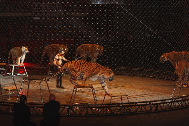 [Circus 032[2].jpg]