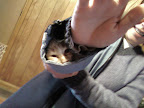 Mom showing off her super power. Hidden attack cats.