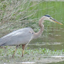 Great Blue Heron