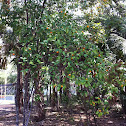 Kumquat Tree