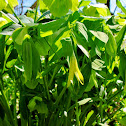 Large flowered Bellwort