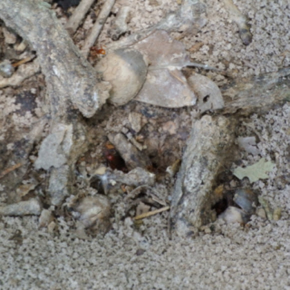 Spotting Image 1