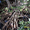 Red Mangrove