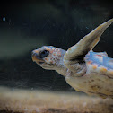Loggerhead sea turtle (Juvenile)
