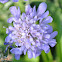 Pincushion Flower