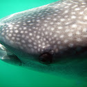 Whale Shark