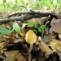 Coprinellus impatiens/Spitscellige donsinktzwam
