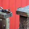 IMG_2810.JPG