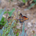 Queen Butterfly