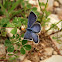 Common Blue