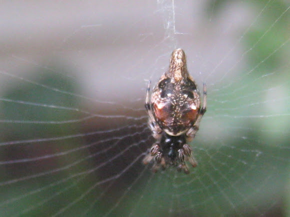 Spotting Image 1