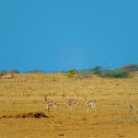 Gazelle
