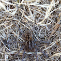 Wolf spider