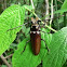 Longhorn beetle