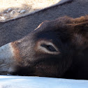 Donkey (Asino)