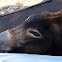 Donkey (Asino)