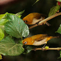 Oriental White-eye
