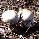 Mushroom