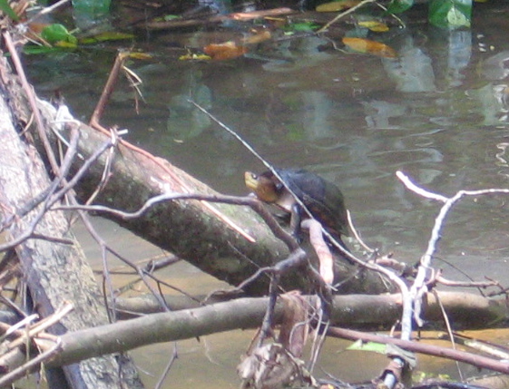 Spotting Image 1