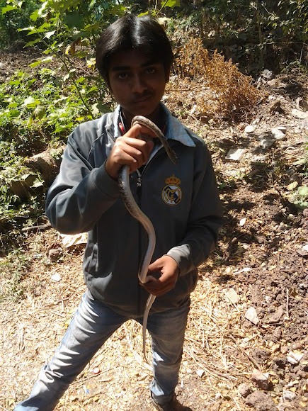 Spotting Image 1