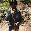 common trinket snake