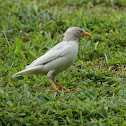 (Leucistic) Javan Myna