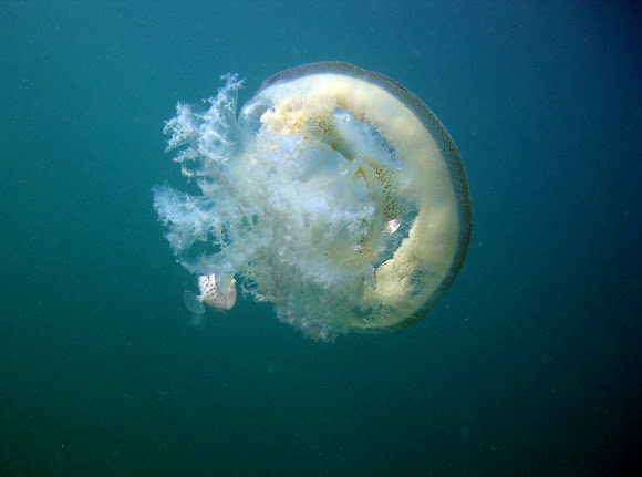 Spotting Image 1
