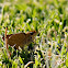 Orange-spotted skipper