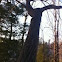 Striped maple