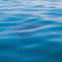 Raya águila. Common eagle ray
